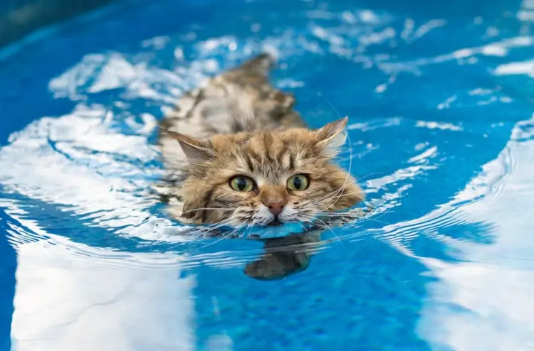 Ai gatti piace l’acqua?