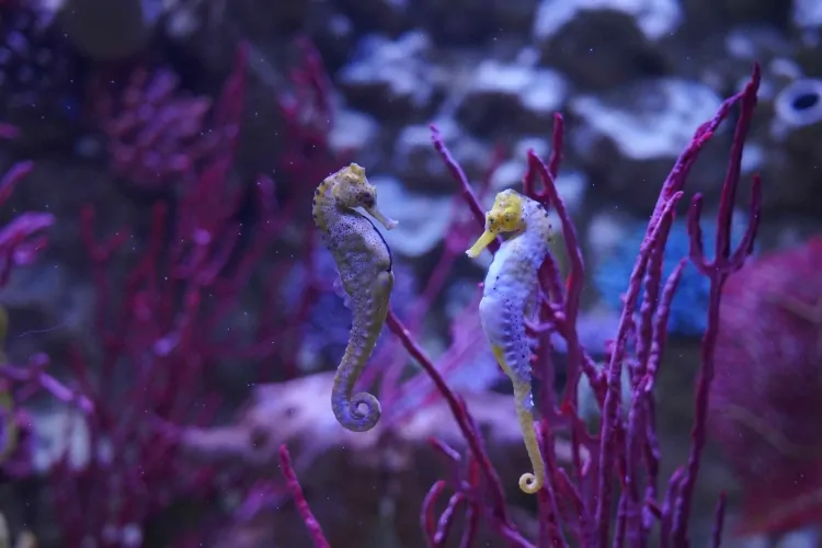 San Valentino: l'amore è nell'aria anche a Gardaland SEA LIFE Aquarium_Danza di corteggiamento dei cavallucci marini