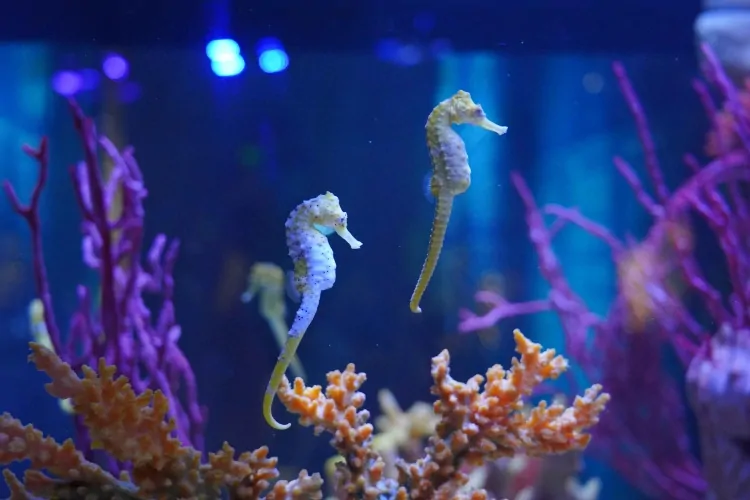 San Valentino: l'amore è nell'aria anche a Gardaland SEA LIFE Aquarium_Danza di corteggiamento dei cavallucci marini