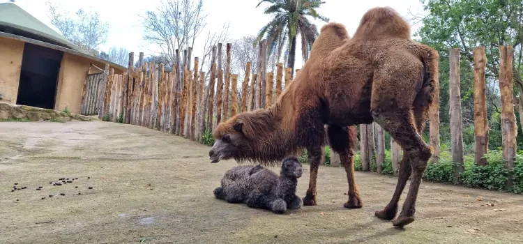 Benvenuto Frosy, cammello della Battriana