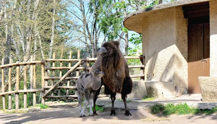 Benvenuto Frosy, cammello della Battriana