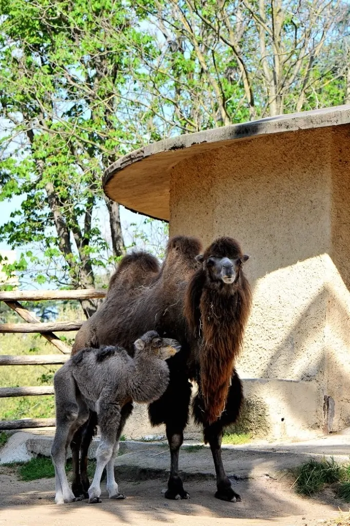 Benvenuto Frosy, cammello della Battriana