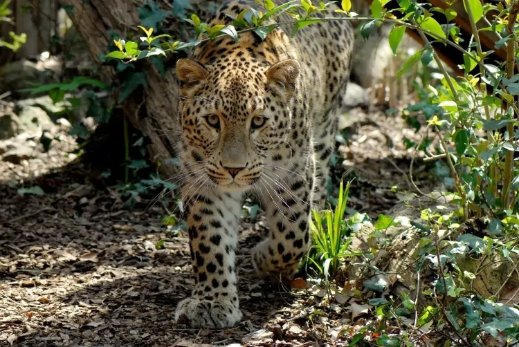 Domenica 23 marzo al Bioparco il Luna Park delle Foreste