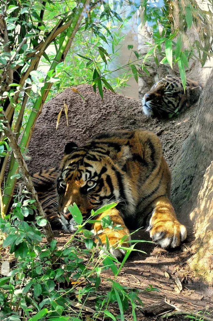 Domenica 23 marzo al Bioparco il Luna Park delle Foreste